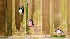 夏糧，穩！