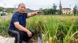 大旱之下，力爭水稻穩產(chǎn)&mdash;&mdash;重慶梁平區保秋收見(jiàn)聞