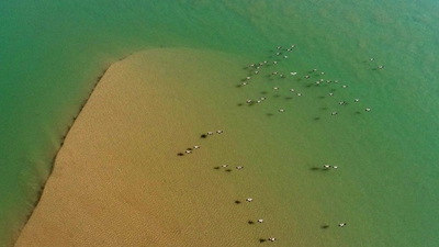 &ldquo;塞上湖城&rdquo;銀川：濕地生態(tài)好 候鳥(niǎo)紛紛來(lái)