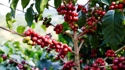 又是一年咖啡紅！云南寧洱鮮果初加工實(shí)現&ldquo;加速度&rdquo;