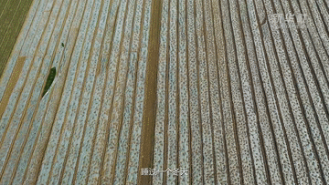 我叫&ldquo;麥粒&rdquo;&mdash;&mdash;一粒來(lái)自豫北災區小麥的自述