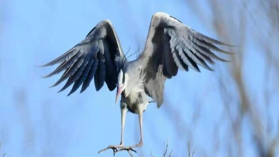 10年，18萬(wàn)公里路，50萬(wàn)張照片 &ldquo;追鳥(niǎo)人&rdquo;用鏡頭定格人鳥(niǎo)和諧