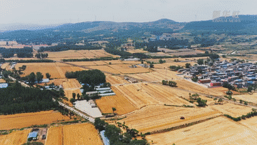 麥收新事｜麥香，飄向遠方