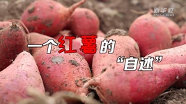 想看看紅薯的&ldquo;鍍金&rdquo;之旅嗎？來(lái)聽(tīng)聽(tīng)&ldquo;自述&rdquo;吧！