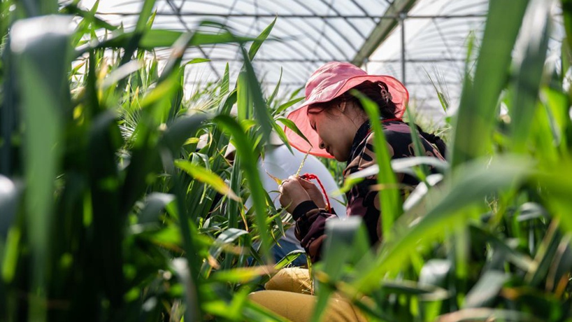 一粒種子的&ldquo;星火燎原&rdquo;&mdash;&mdash;&ldquo;元謀人&rdquo;故鄉新傳