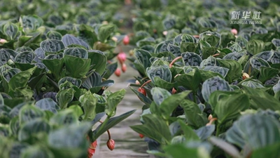 現代都市型農業(yè)發(fā)展的天津答案