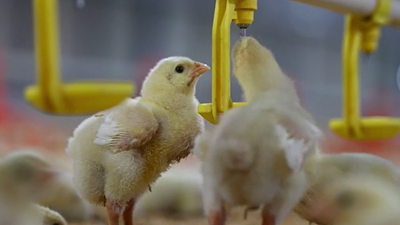 數字時(shí)代的飼養員有什么新體驗