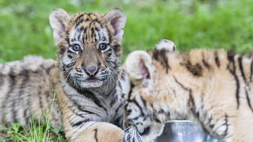 &ldquo;全球老虎日&rdquo;探訪(fǎng)東北虎繁育基地
