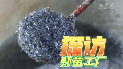 這個(gè)工廠(chǎng)，每天銷(xiāo)售蝦苗約2000萬(wàn)尾