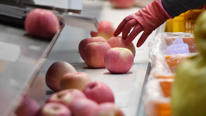 延安蘋(píng)果產(chǎn)業(yè)發(fā)展觀(guān)察：小蘋(píng)果，讓老鄉們生活越來(lái)越紅火