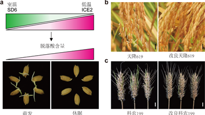 我國科學(xué)家找到調控水稻、小麥穗發(fā)芽的&ldquo;開(kāi)關(guān)&rdquo;