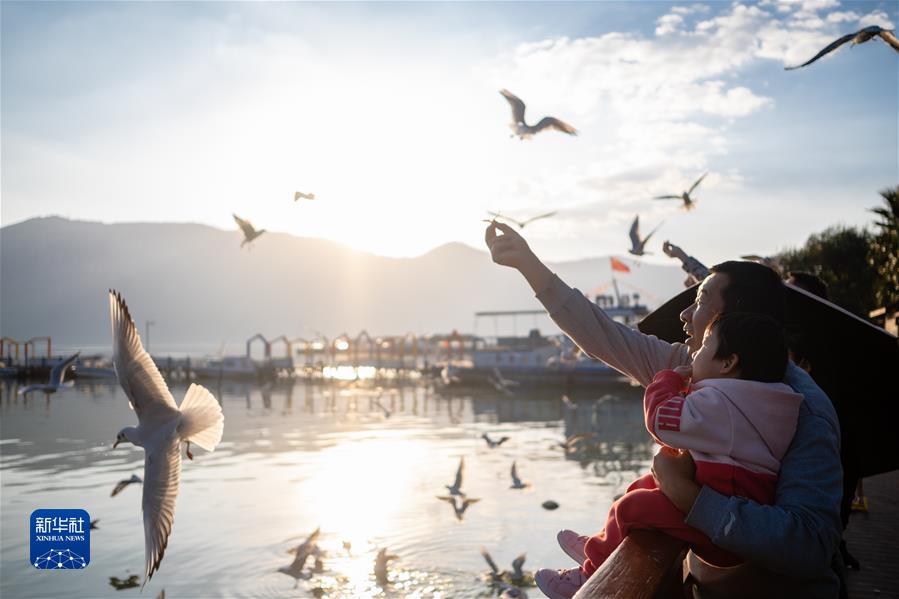 （鏡觀(guān)中國&middot;新華社國內新聞?wù)掌恢芫x）（6）云南昆明：春城迎接紅嘴鷗