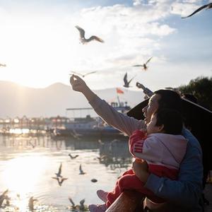 （鏡觀(guān)中國&middot;新華社國內新聞?wù)掌恢芫x）（6）云南昆明：春城迎接紅嘴鷗