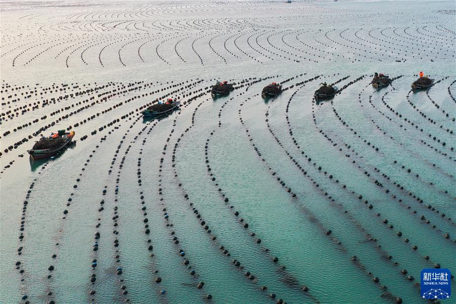 （鏡觀(guān)中國&middot;新華社國內新聞?wù)掌恢芫x）（4）早春時(shí)節 &ldquo;耕海牧漁&rdquo;