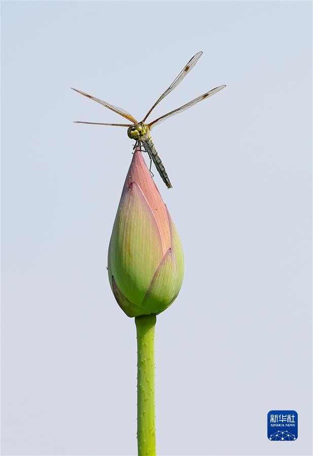 #(新華視界)(6)小暑荷韻