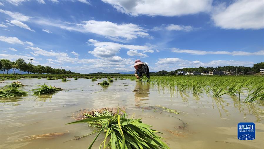 #（經(jīng)濟）（1）小暑農忙