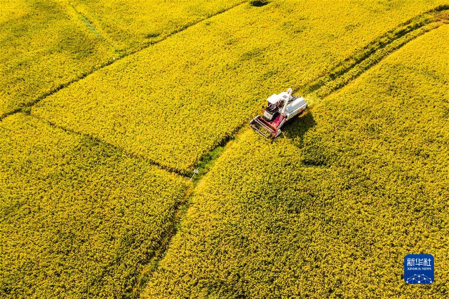 #（經(jīng)濟）（3）小暑農忙