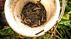 中非共和國：叢林深處蟲(chóng)子宴