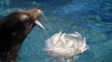 羅馬：動(dòng)物&ldquo;冷餐&rdquo;解暑