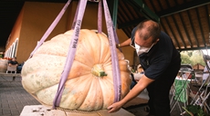 德國：南瓜稱(chēng)重趣味多