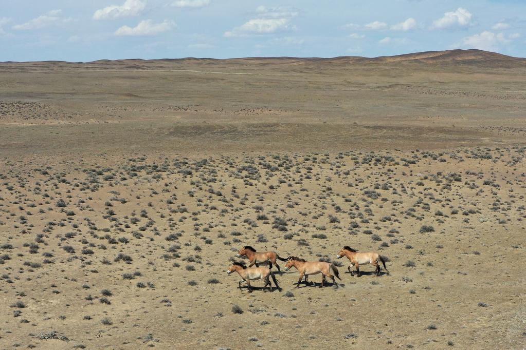 &ldquo;走吧，你要學(xué)著(zhù)自己長(cháng)大&rdquo;&mdash;&mdash;瀕危野馬重返荒野20年
