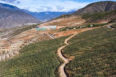 雪山下的高原蘋(píng)果，熟了！