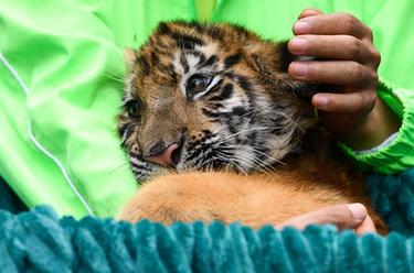 新華全媒+丨一二三四五，虎虎虎虎虎