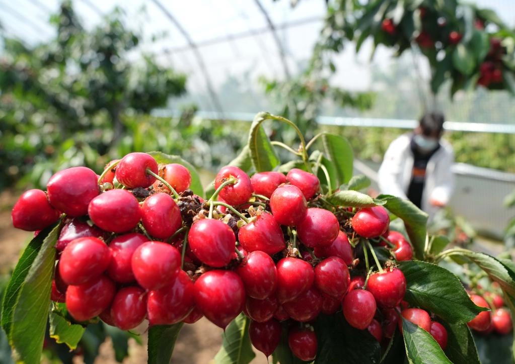 山海關(guān):櫻桃果香飄四方