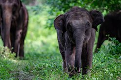 云南上線(xiàn)&ldquo;大象頻道&rdquo;