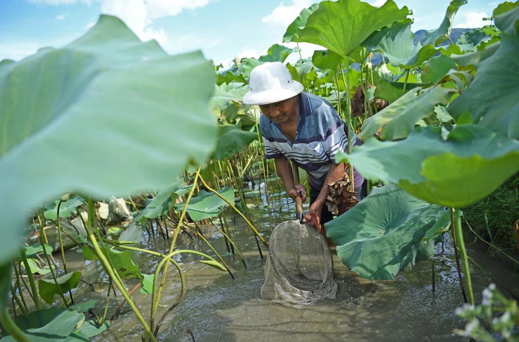 &ldquo;蓮魚(yú)共養&rdquo;富農家