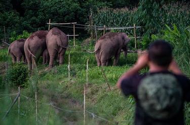 世界大象日：愛(ài)&middot;象&middot;隨