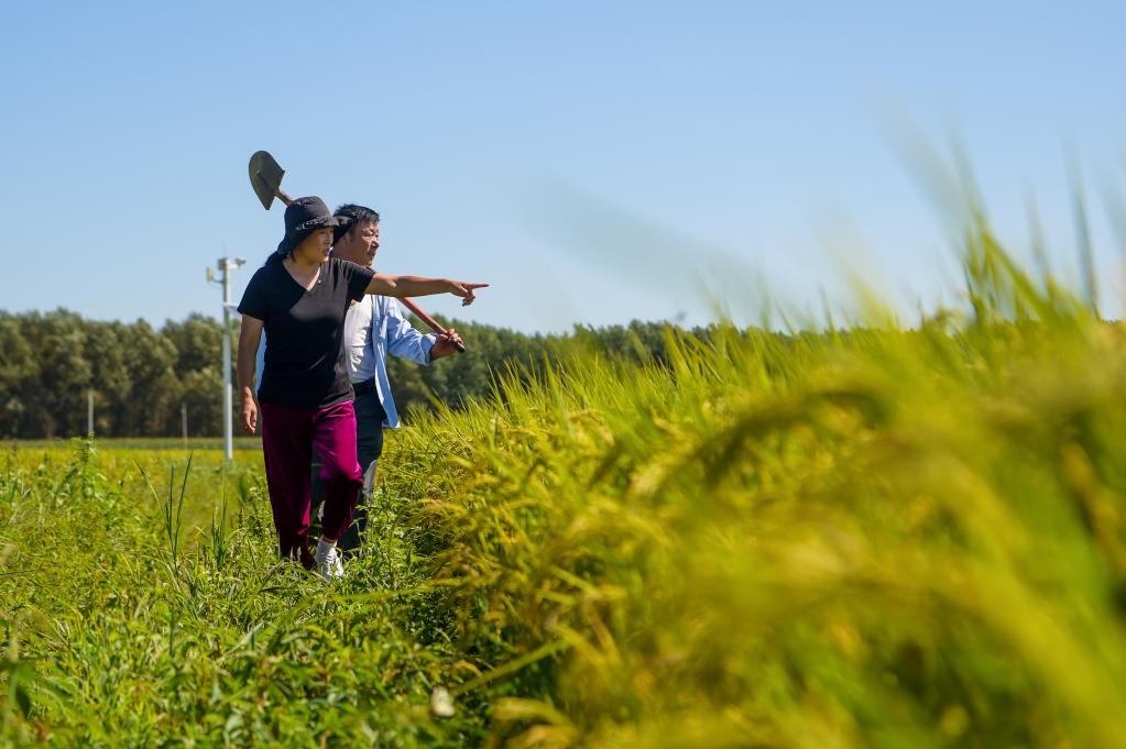 致富能人宋春平:走“稻”路 齊增收