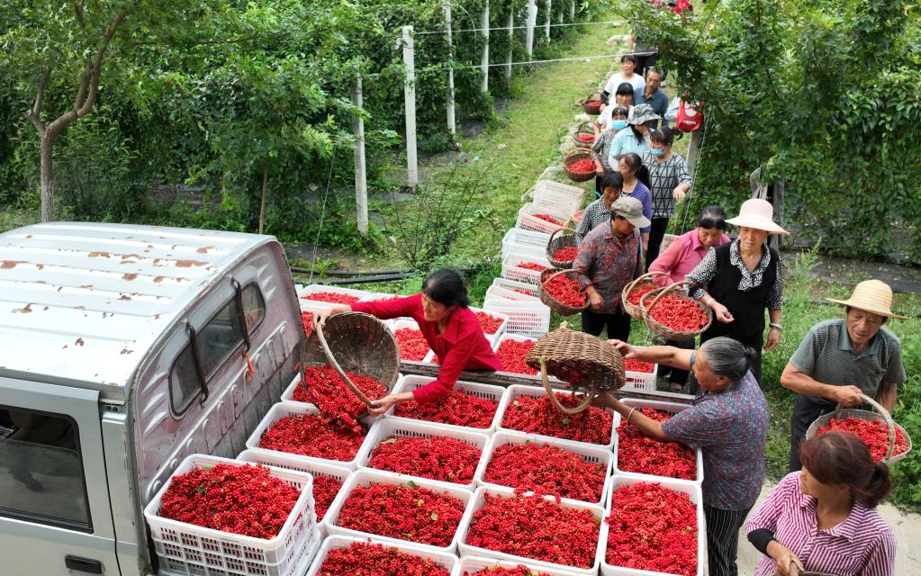深山溝里五味子 增收致富&ldquo;金串串&rdquo;