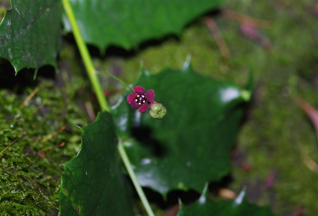新華全媒+丨極度瀕危植物&ldquo;隱世&rdquo;百年再現