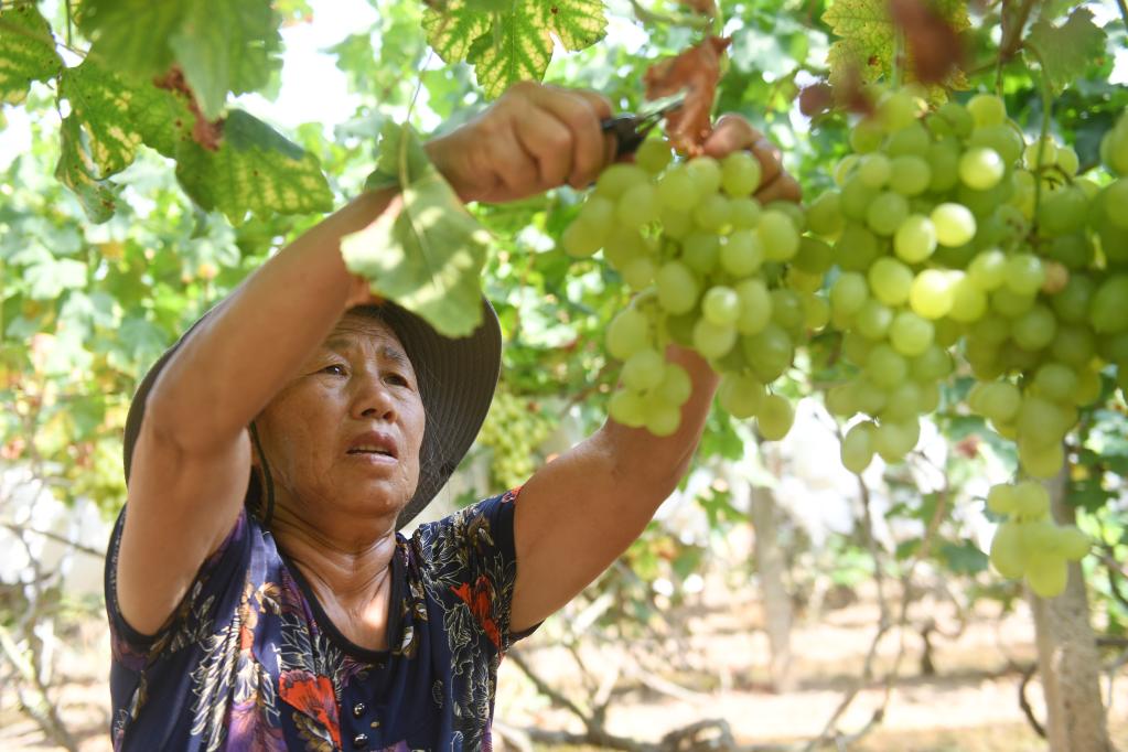 廣西全州:葡萄熟了