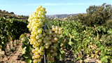 法國:高溫及干旱致葡萄提前收割