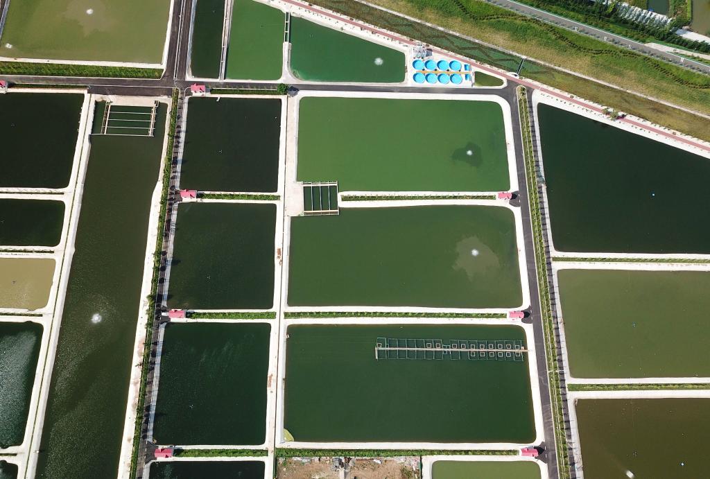 山東微山縣:俯瞰生態(tài)魚(yú)塘美如調色板