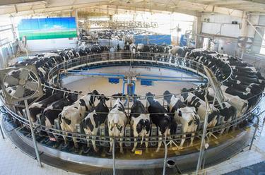 內蒙古：多舉措推進(jìn)奶業(yè)振興