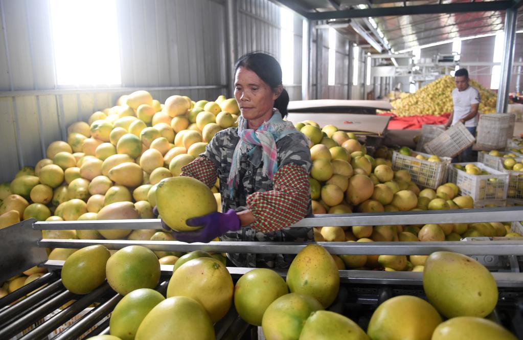 南寧:三紅蜜柚豐收上市