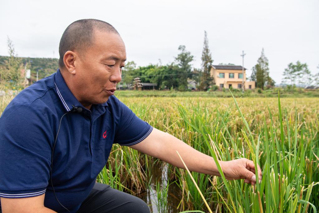 新華全媒+丨&ldquo;渝東糧倉&rdquo;多措并舉保秋糧生產(chǎn)