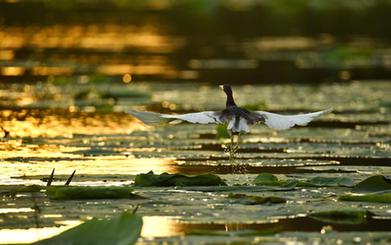 詩(shī)意中國&mdash;&mdash;翻空白鳥(niǎo)時(shí)時(shí)見(jiàn)，照水紅蕖細細香