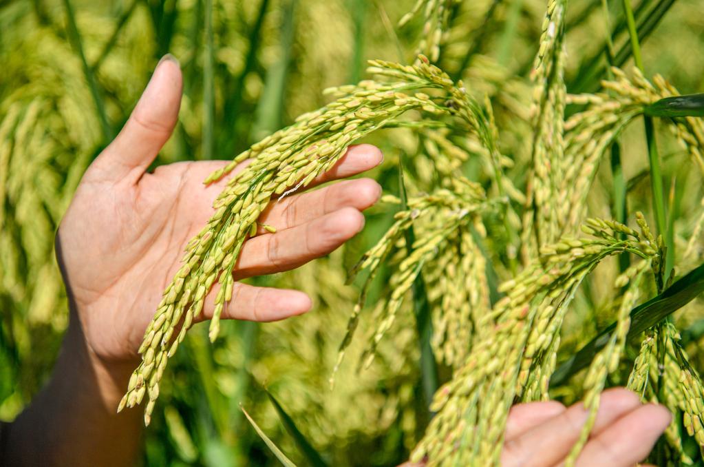 天津：&ldquo;巨型稻&rdquo;長(cháng)勢喜人