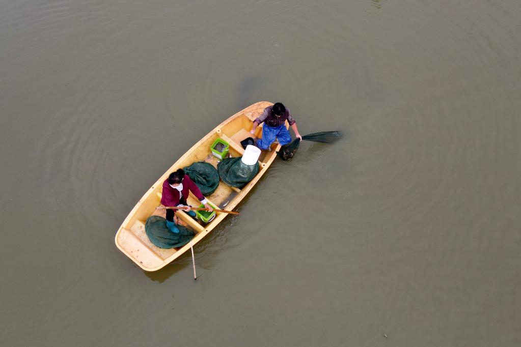 安徽五河:大閘蟹搶鮮上市