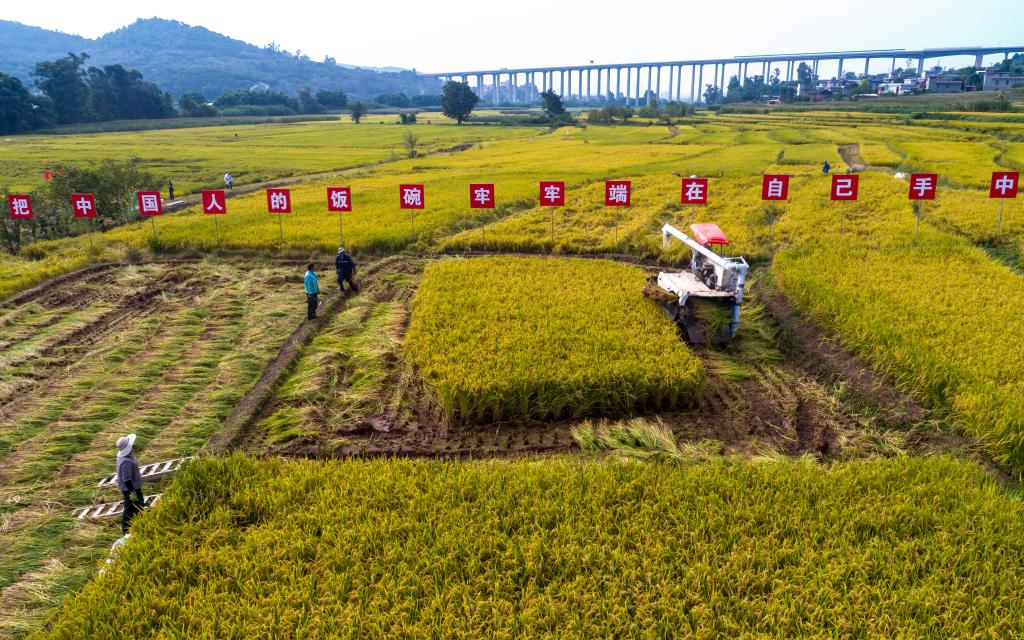 云南楚雄：水稻新品種&ldquo;楚粳54號&rdquo;測產(chǎn)