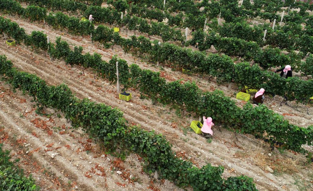 新華全媒+丨賀蘭山東麓 &ldquo;紫色產(chǎn)業(yè)&rdquo;迎豐收