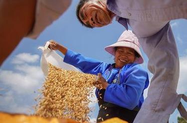 詩(shī)意中國&mdash;&mdash;百里西風(fēng)禾黍香，鳴泉落竇谷登場(chǎng)