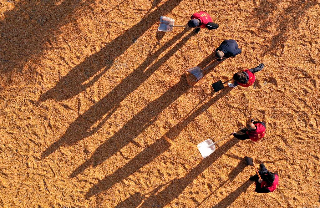 新華全媒+|曬秋美如畫(huà)