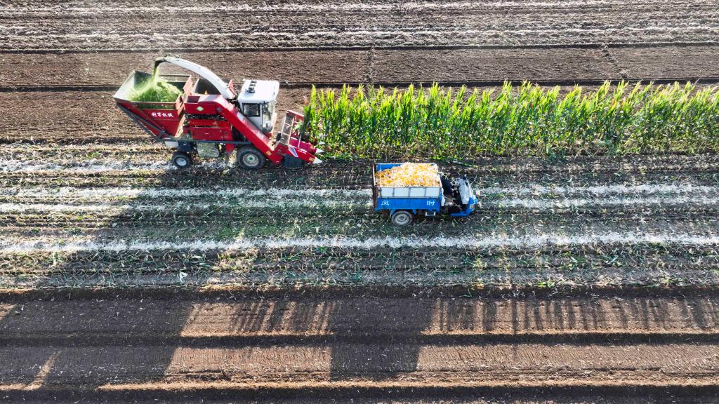 河北：金穗彎腰谷飄香 &ldquo;鐵牛揮戈&rdquo;糧滿(mǎn)倉