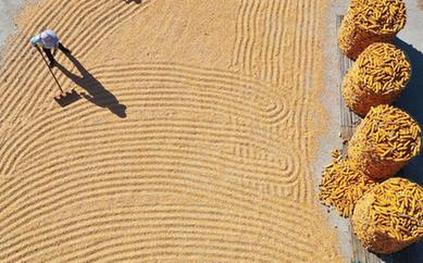 新華全媒+丨我們的田野&mdash;&mdash;最美秋色是豐收