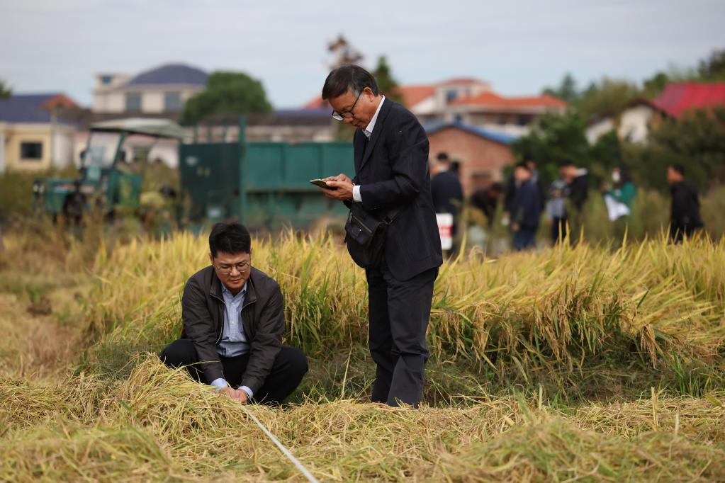 新華全媒+丨湖南瀏陽(yáng)：&ldquo;一季雜交稻+再生稻&rdquo;糧食周年生產(chǎn)模式再生季稻測產(chǎn)驗收